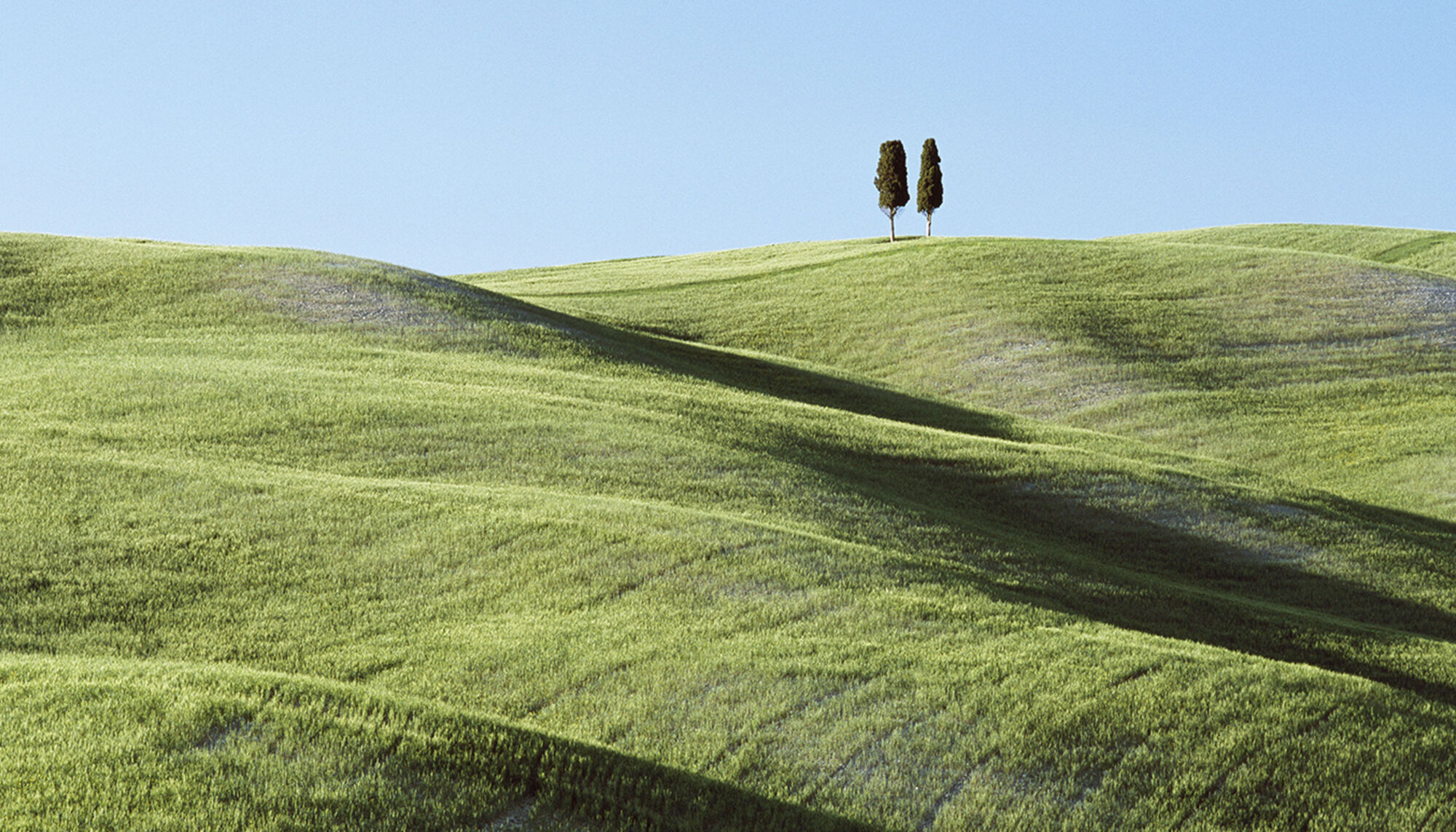 Large green space with rolling hills and two trees.