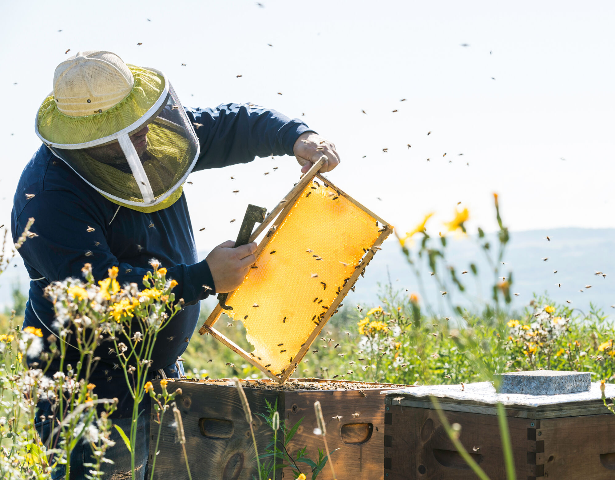 A beekeeper pulling out honeycombs from a bee hive, with bees flying around.