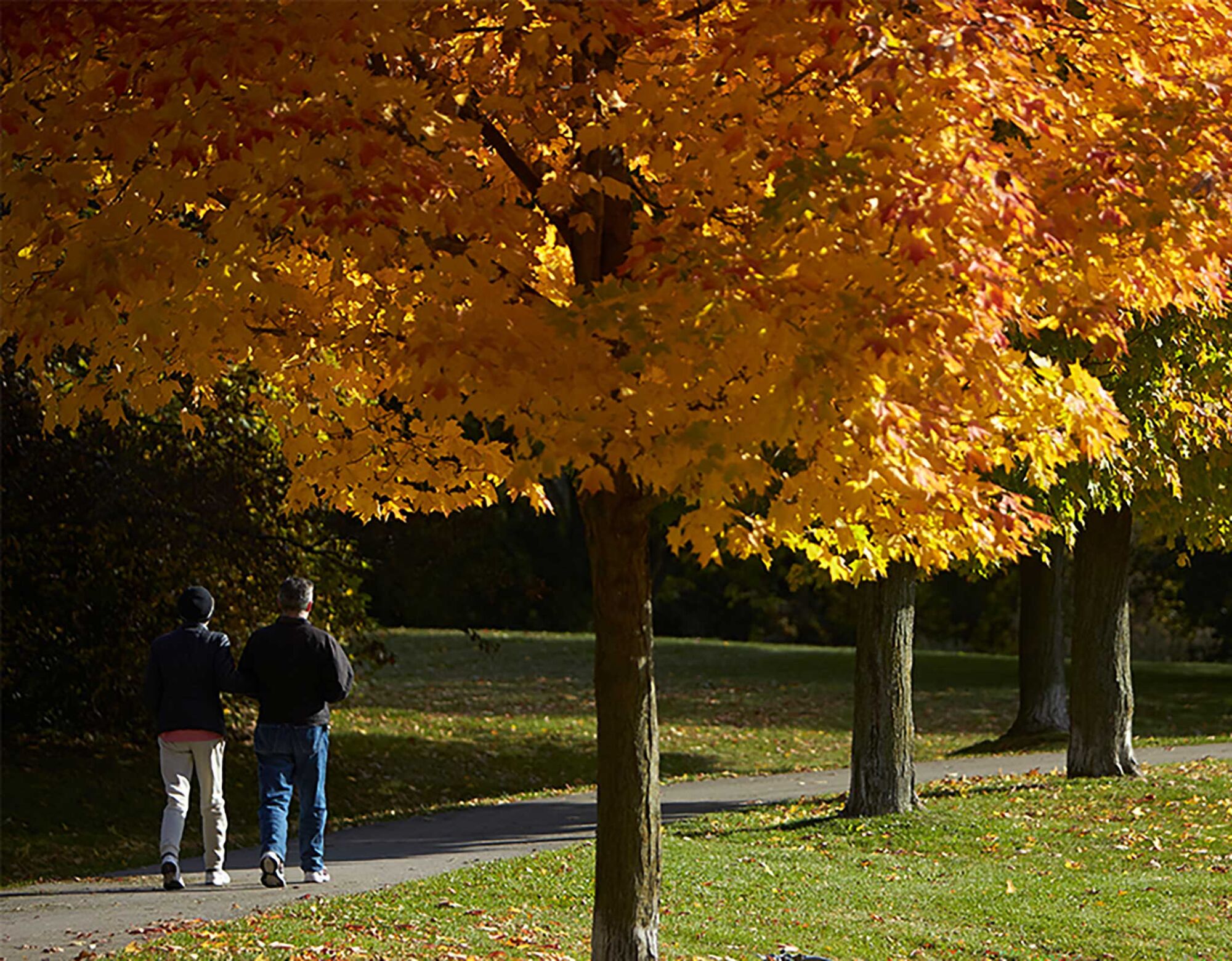 A couple walking on a trail beside a large red and yellow tree. 
