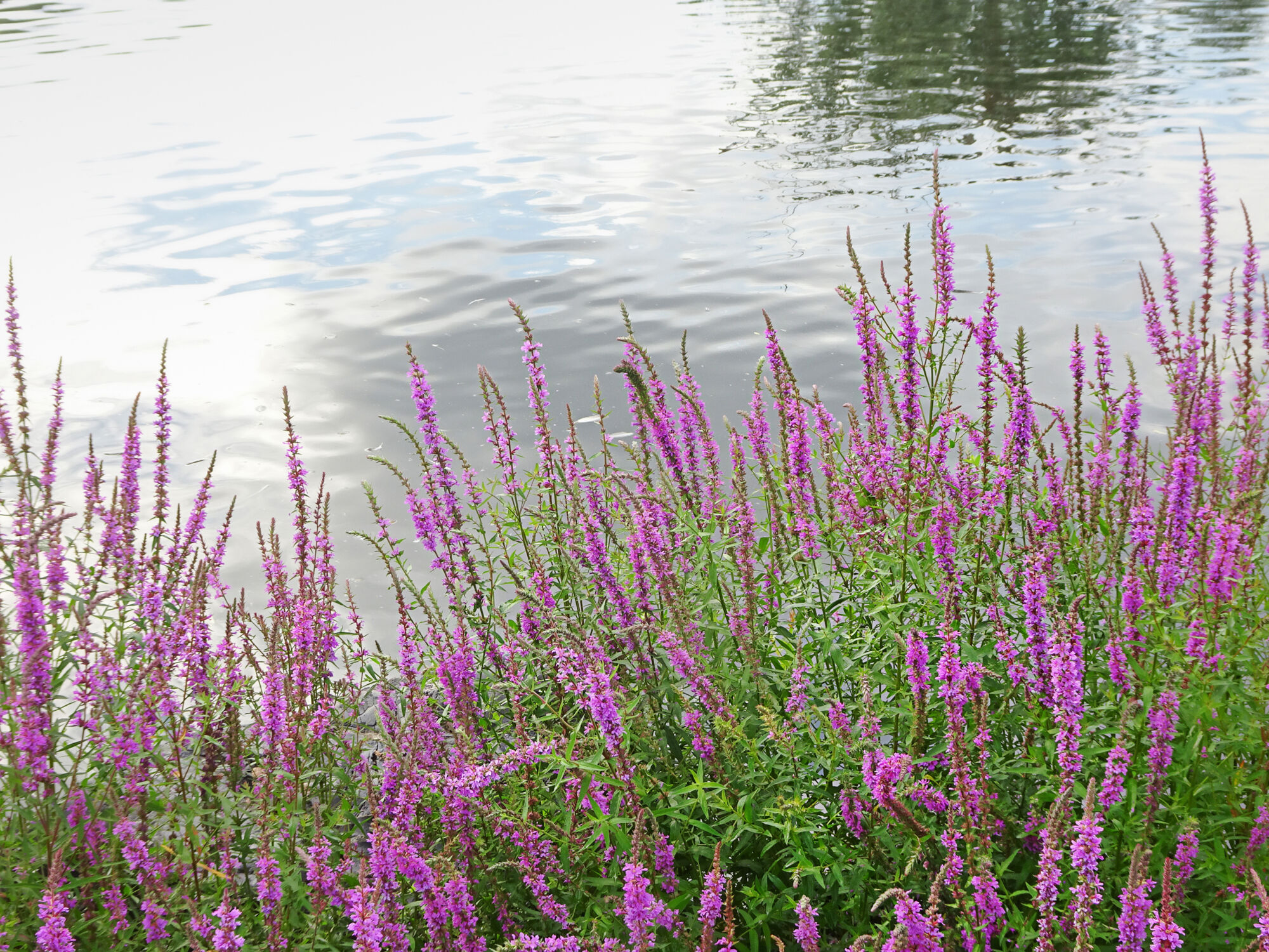 pond with purple flowers