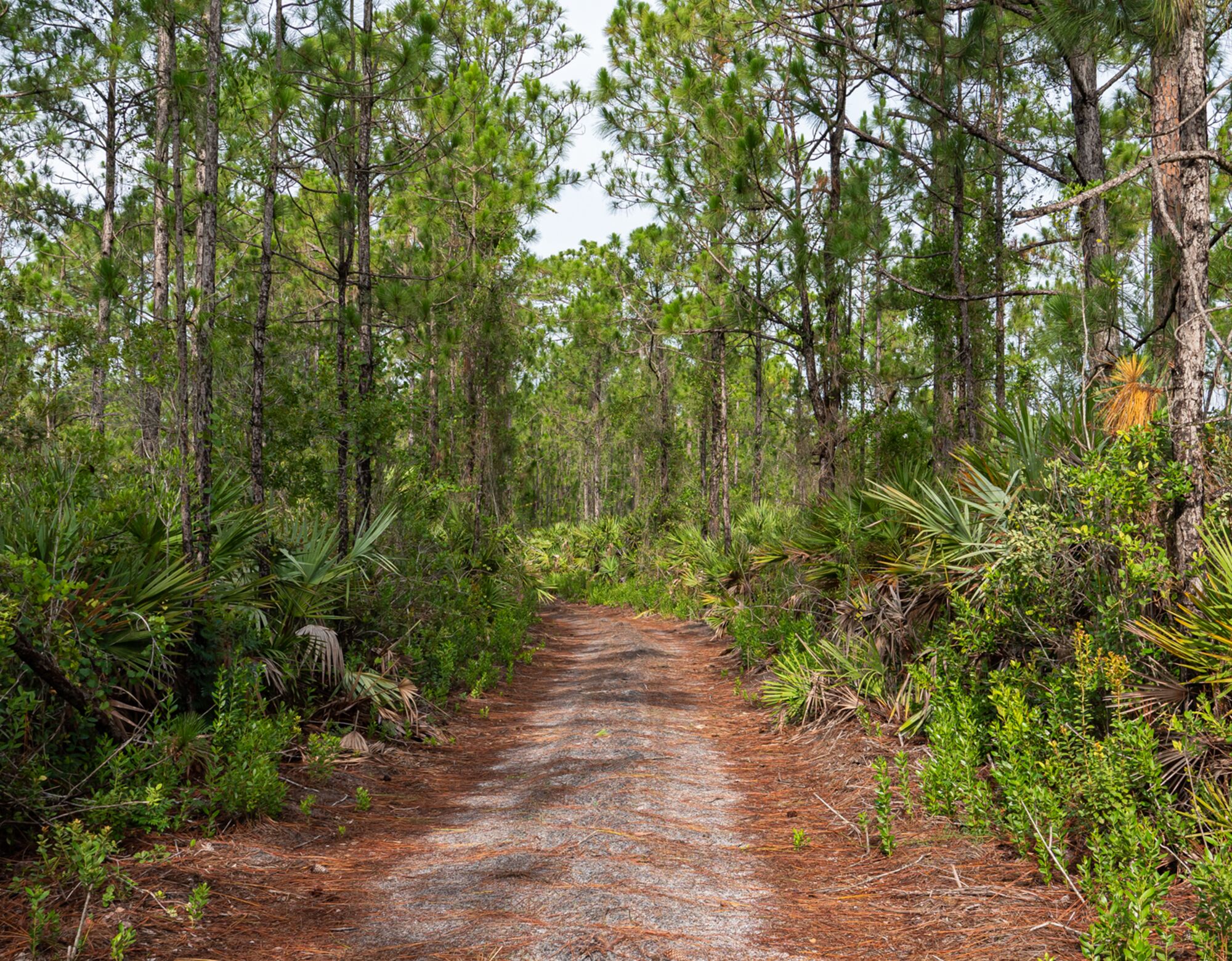 Wide red dirt trail surrounded by greenery and tall trees in the Gopher Tortoise Preserve in Newfield, Florida